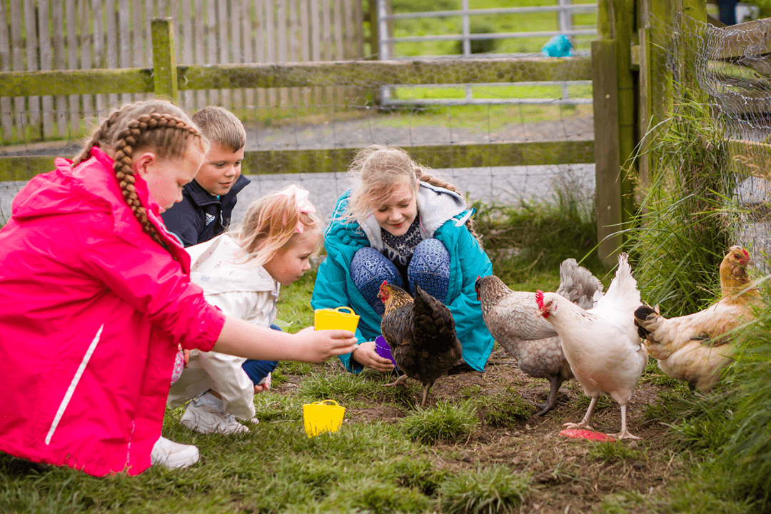 Animal Feeding